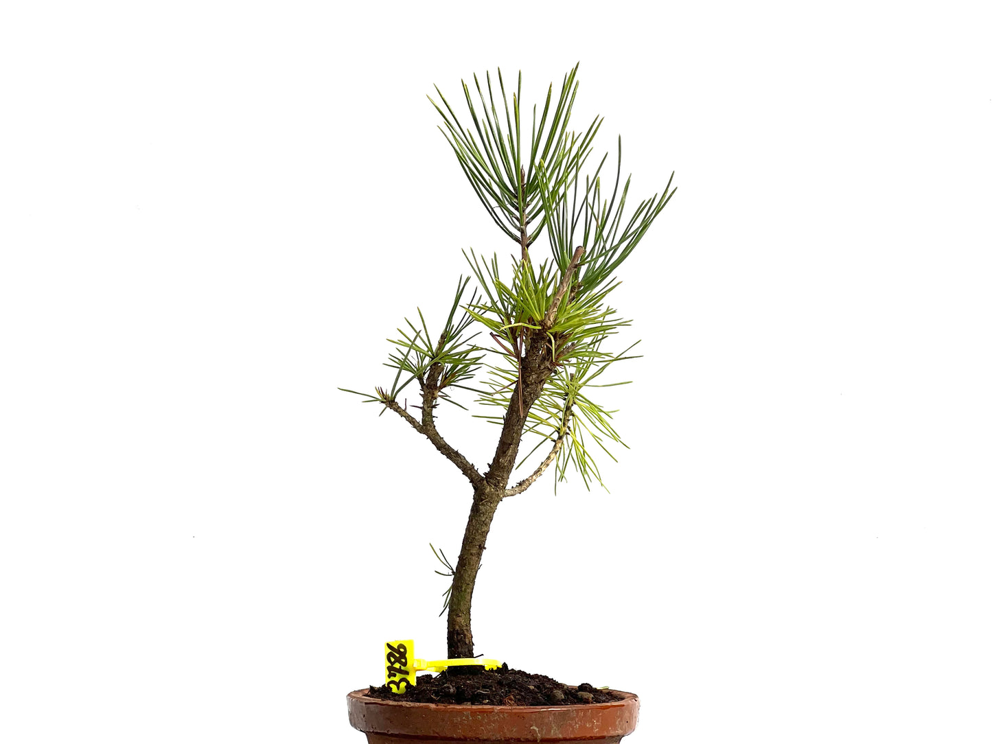 Pinus Thunbergii 3786