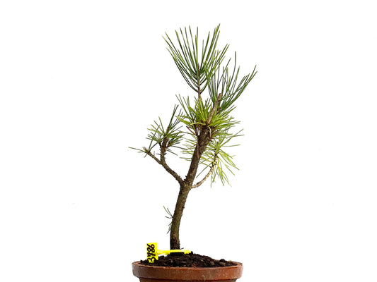 Pinus Thunbergii 3786