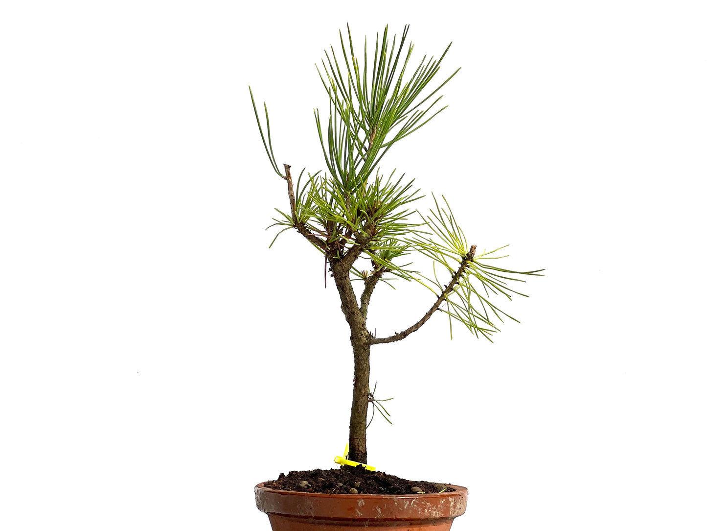 Pinus Thunbergii 3786