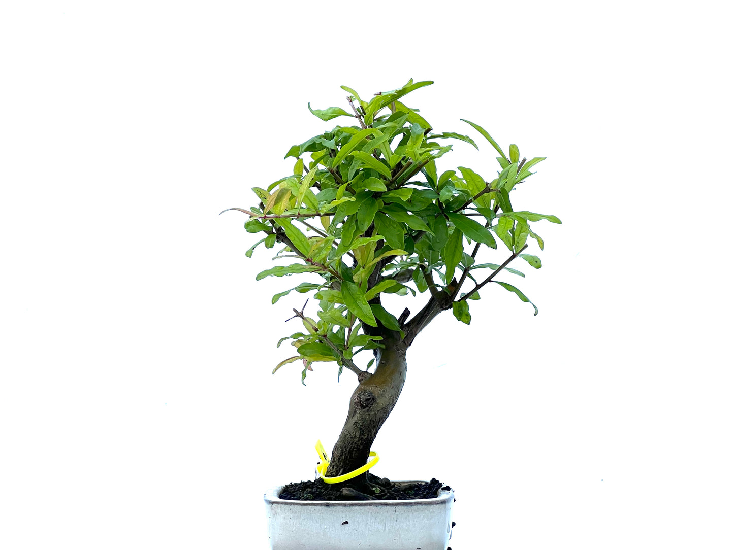 Punica Granatum Nejikan 2167