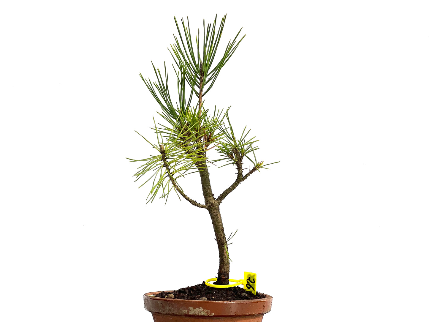 Pinus Thunbergii 3786