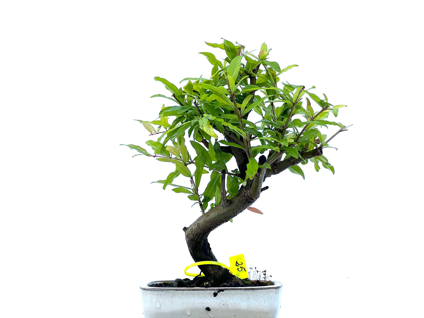 Punica Granatum Nejikan 2167