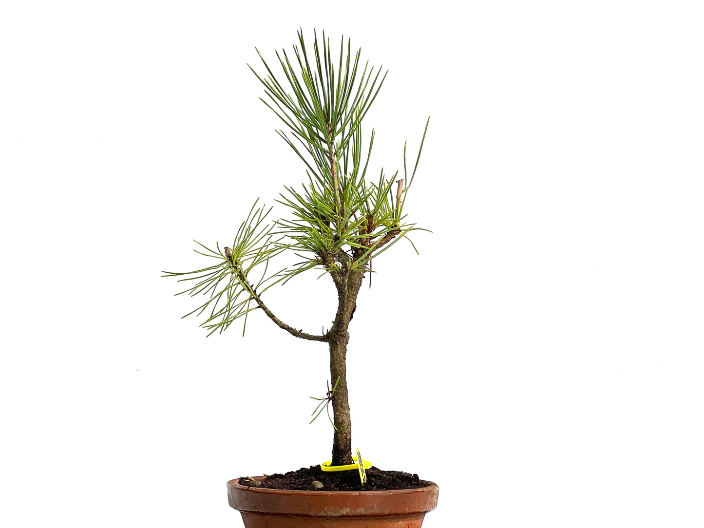 Pinus Thunbergii 3786