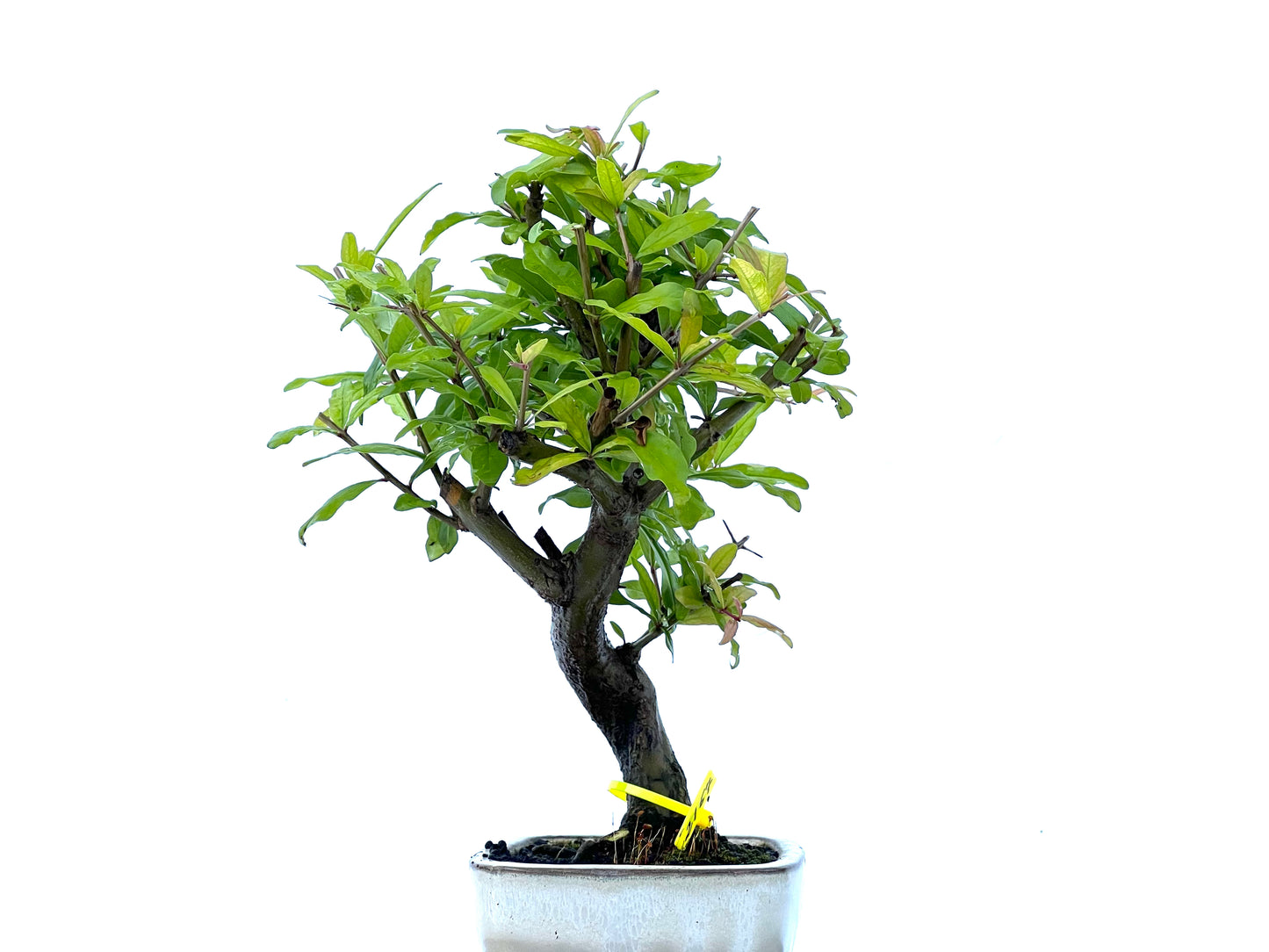 Punica Granatum Nejikan 2167