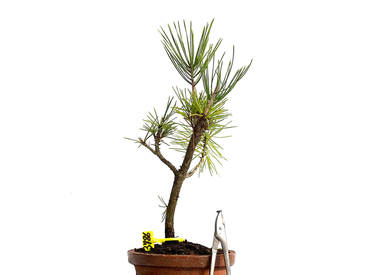 Pinus Thunbergii 3786