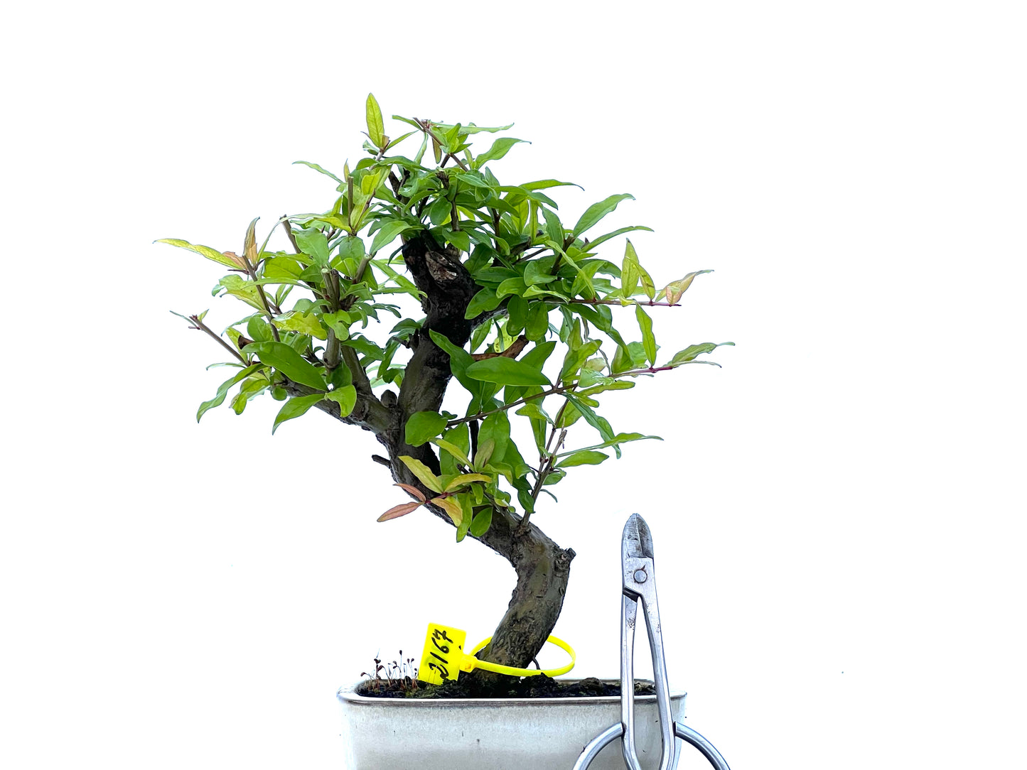 Punica Granatum Nejikan 2167