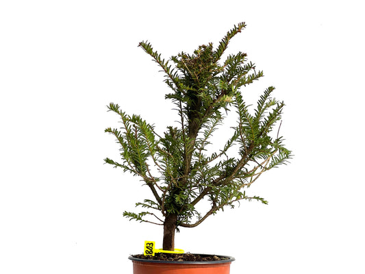 Taxus Baccata 3803