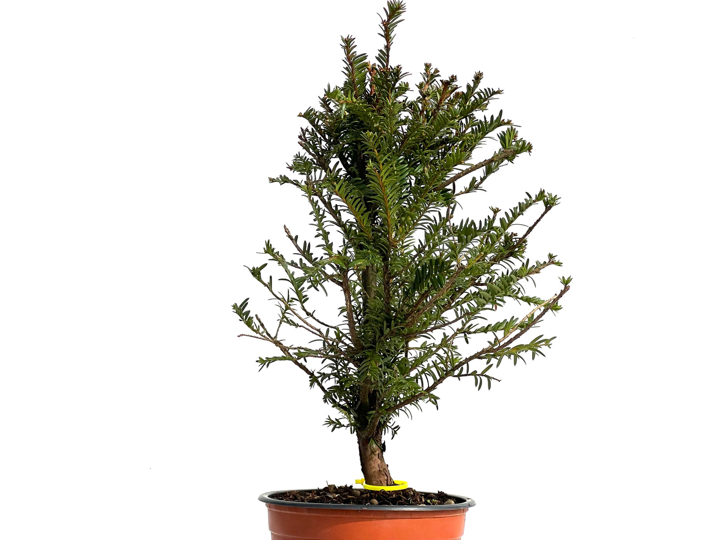 Taxus Baccata 3803
