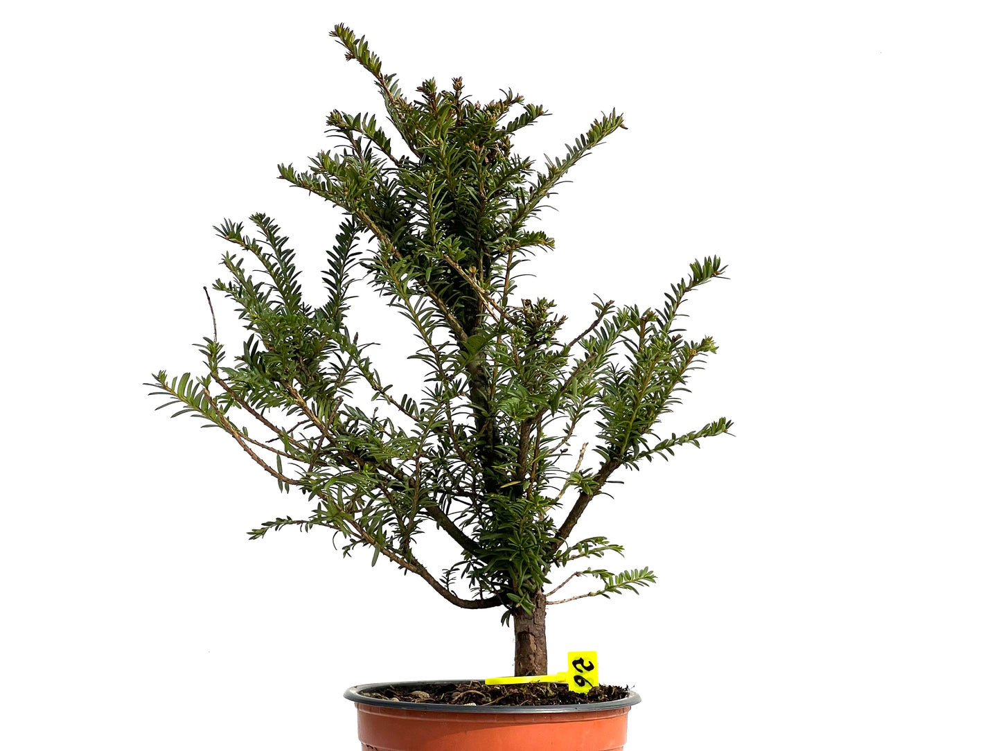 Taxus Baccata 3803