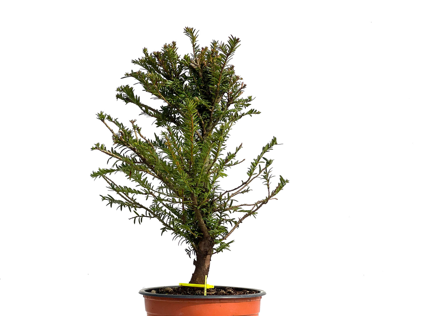 Taxus Baccata 3803