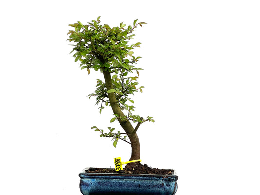 Ulmus Parvifolia 3798