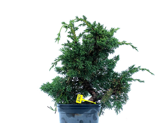 Juniperus Chinensis Kyshu 2165