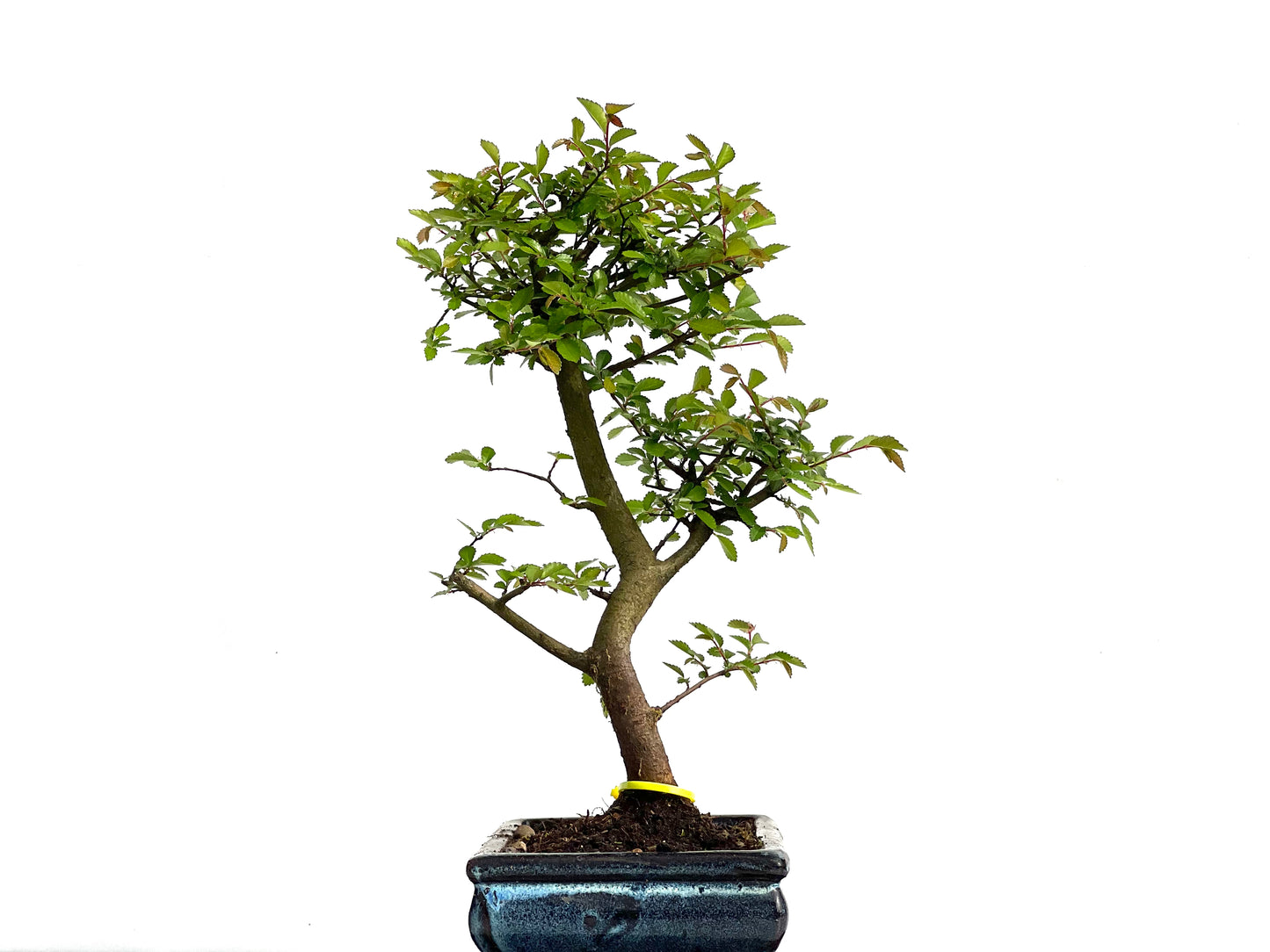 Ulmus Parvifolia 3798