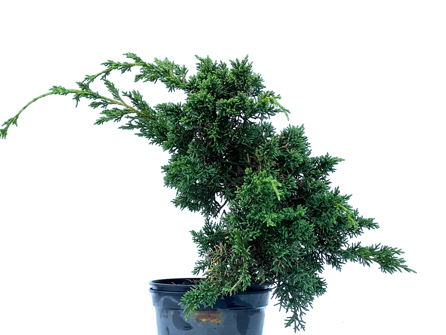 Juniperus Chinensis Kyshu 2165