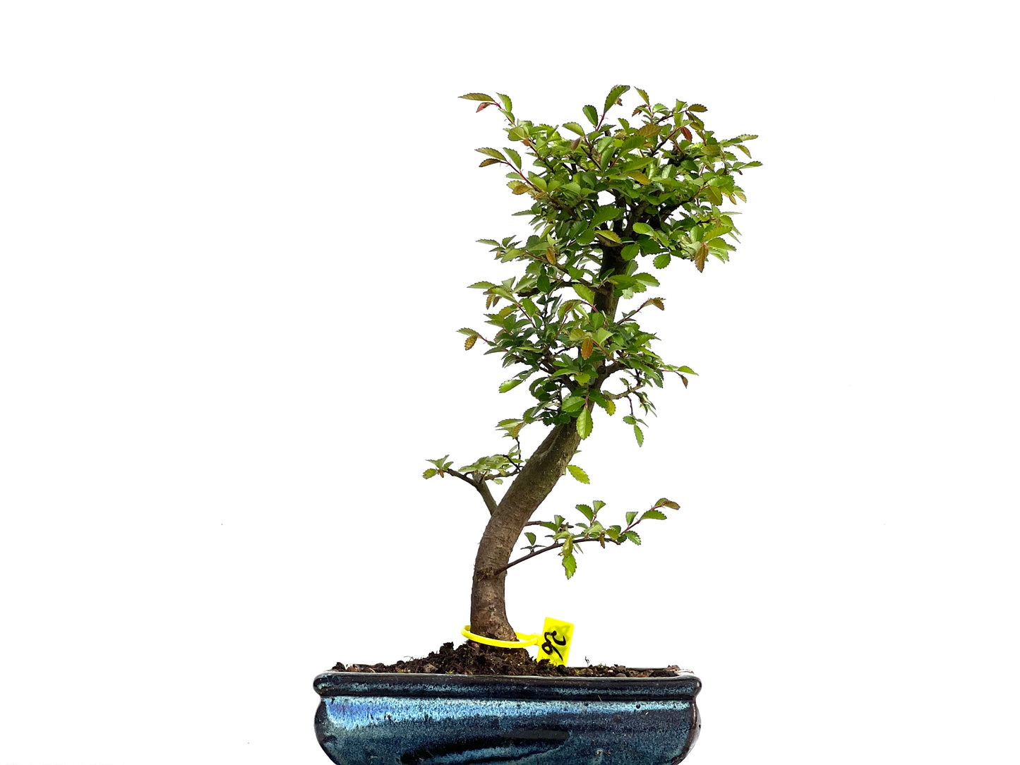 Ulmus Parvifolia 3798