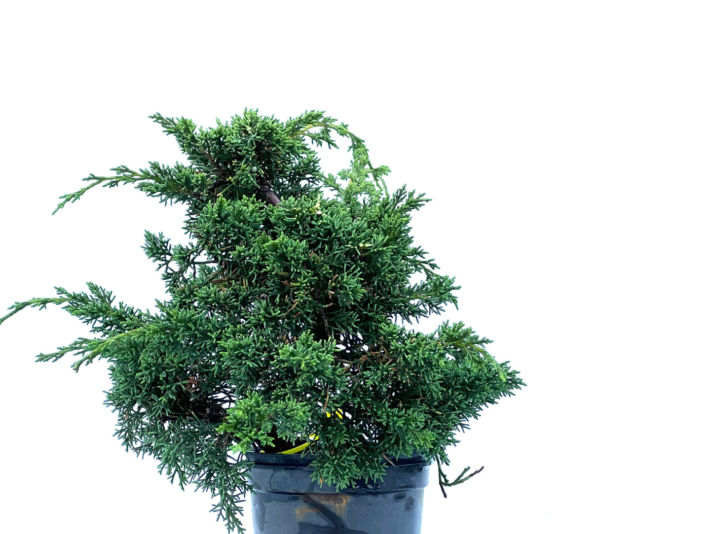 Juniperus Chinensis Kyshu 2165