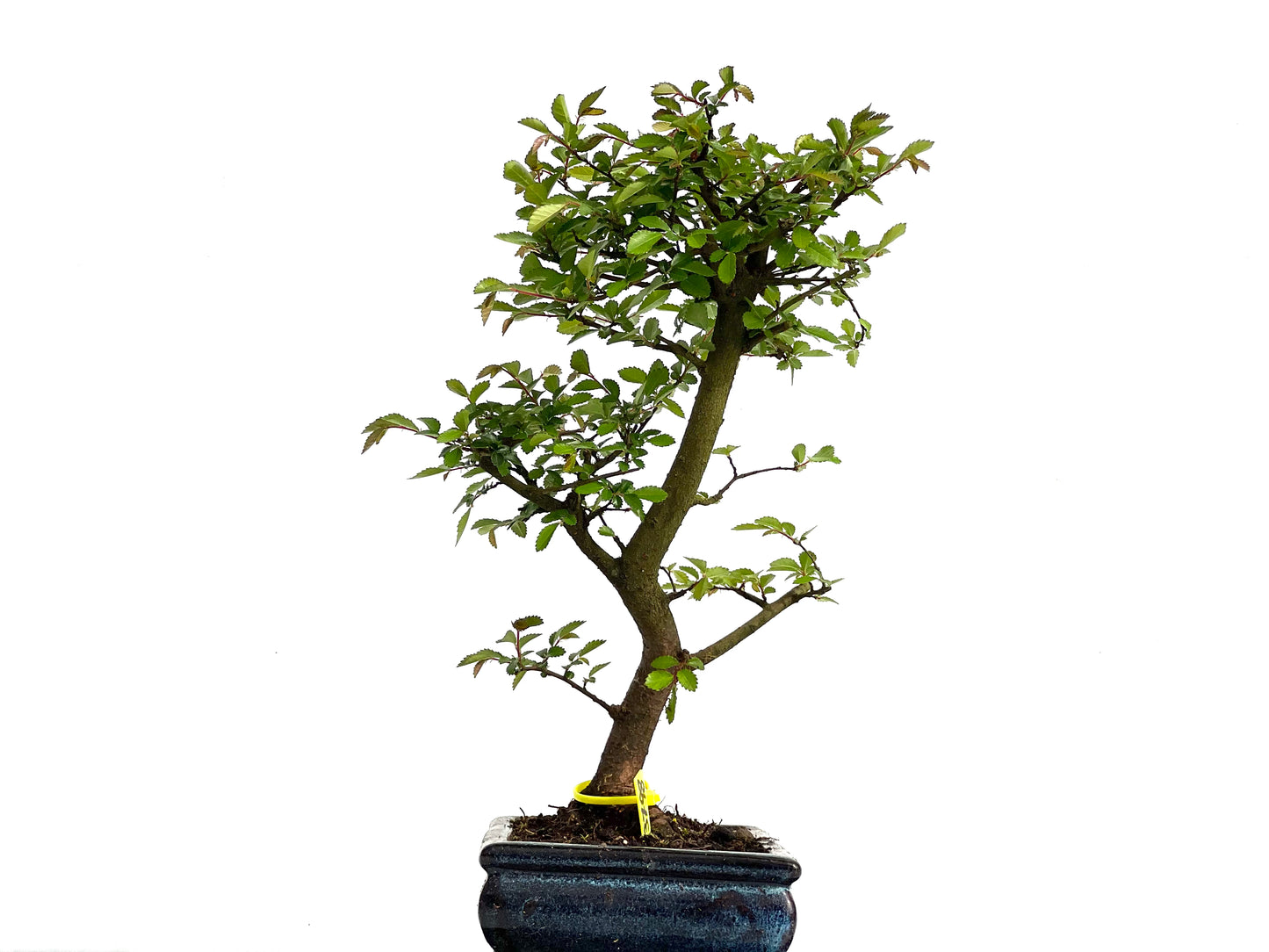 Ulmus Parvifolia 3798