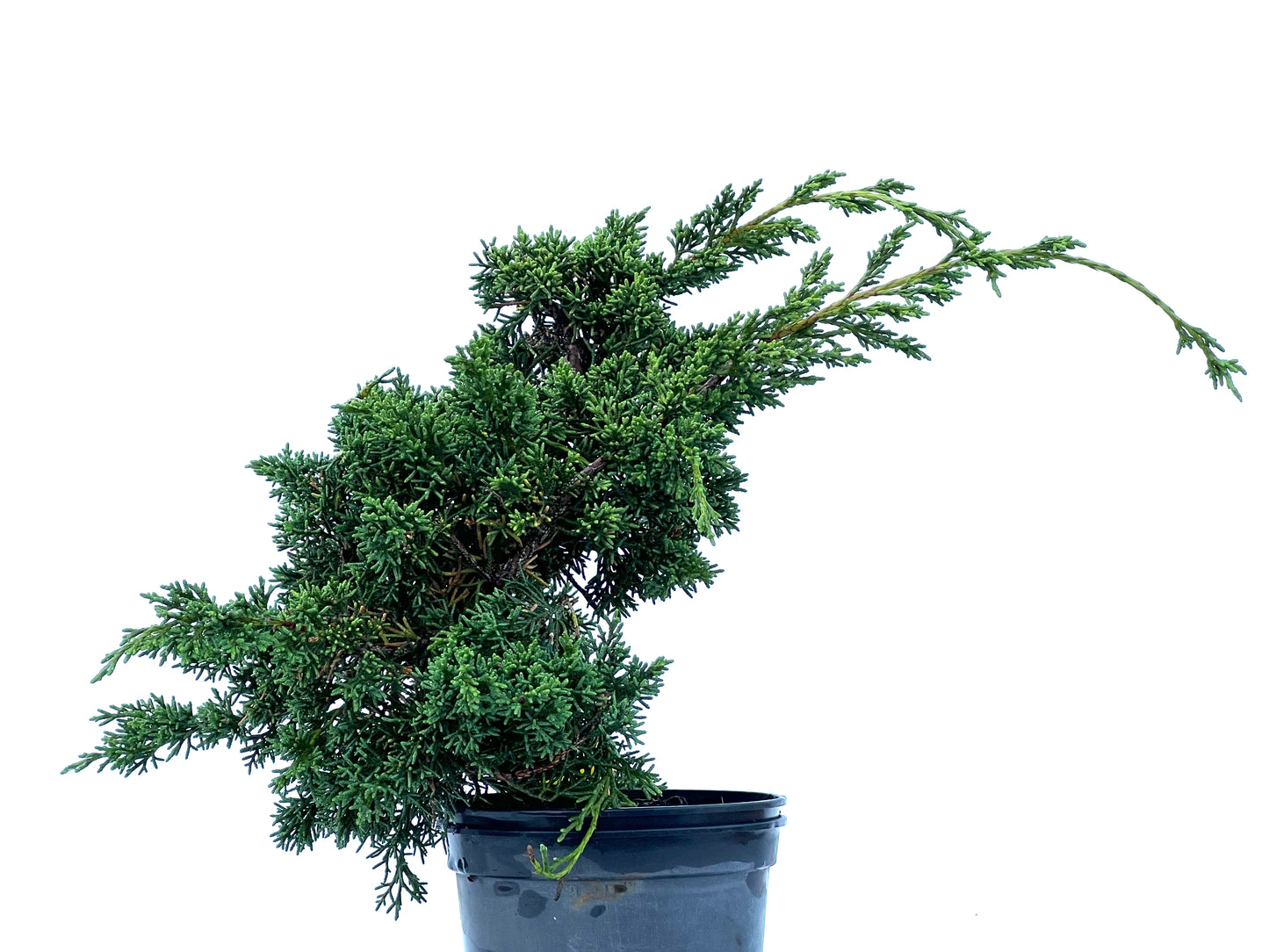 Juniperus Chinensis Kyshu 2165