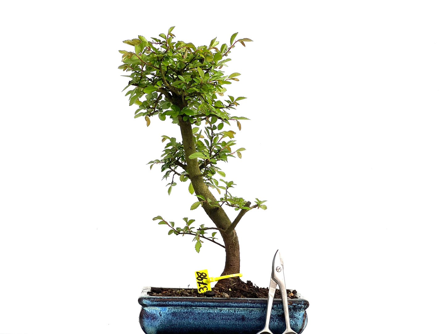 Ulmus Parvifolia 3798