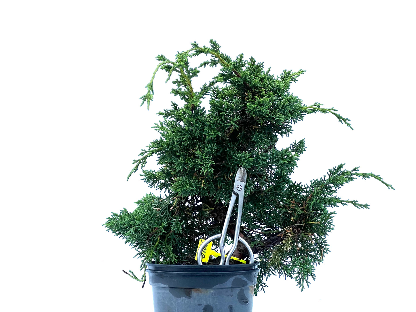 Juniperus Chinensis Kyshu 2165