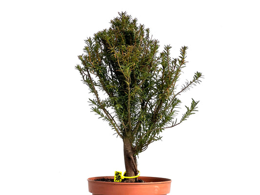 Taxus Baccata 3804