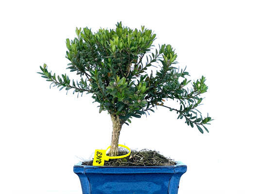 Buxus Harlandii 2168