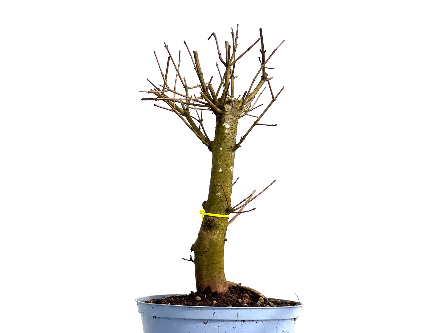 Acer Campestris 3801