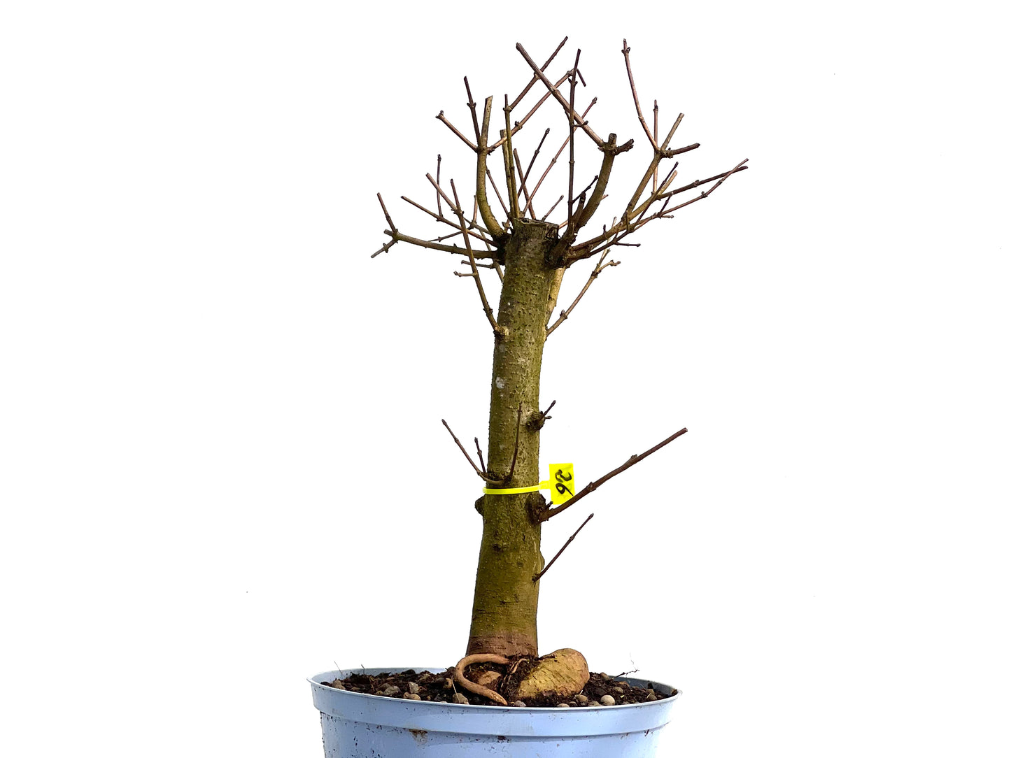 Acer Campestris 3801