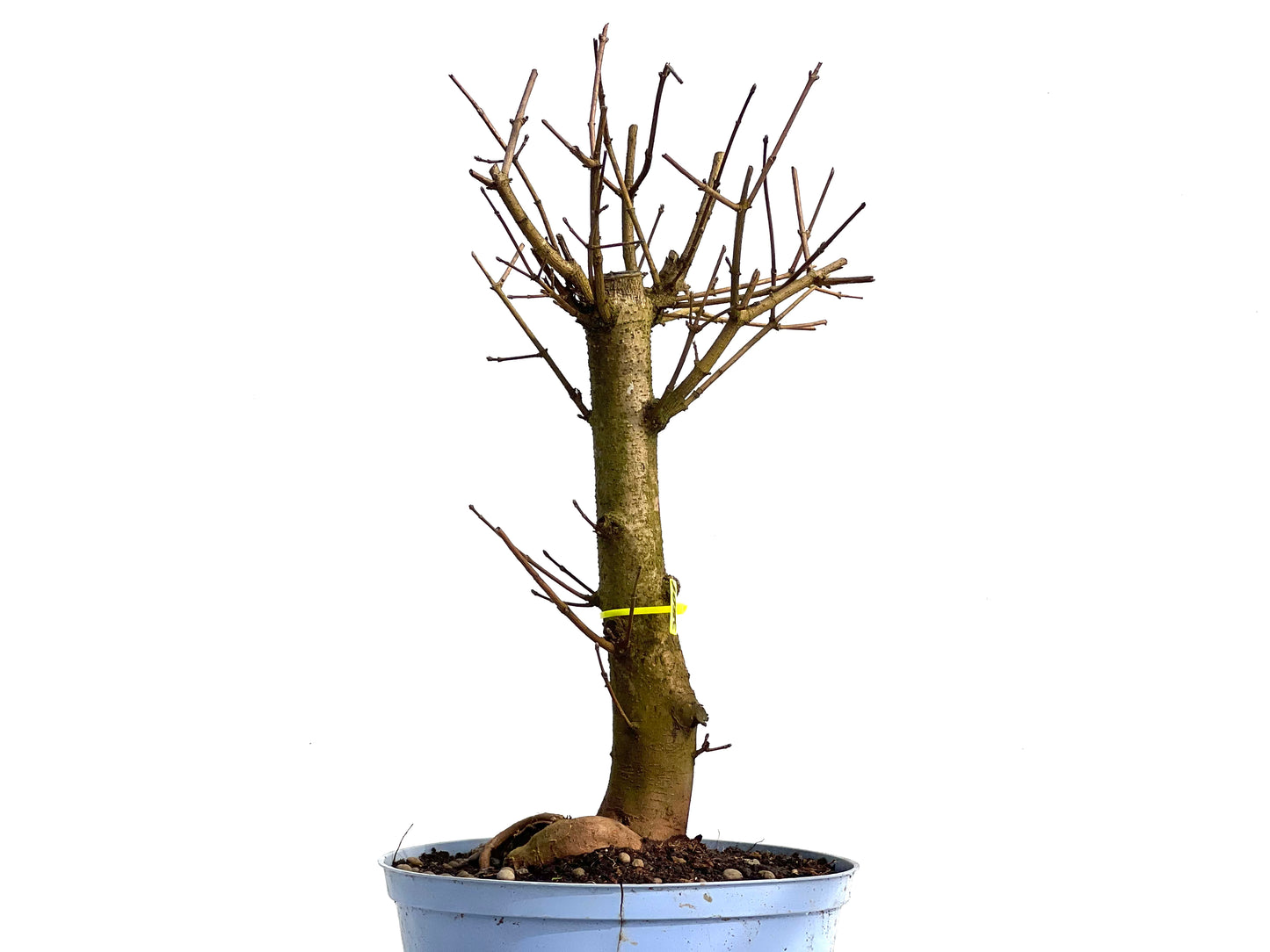 Acer Campestris 3801