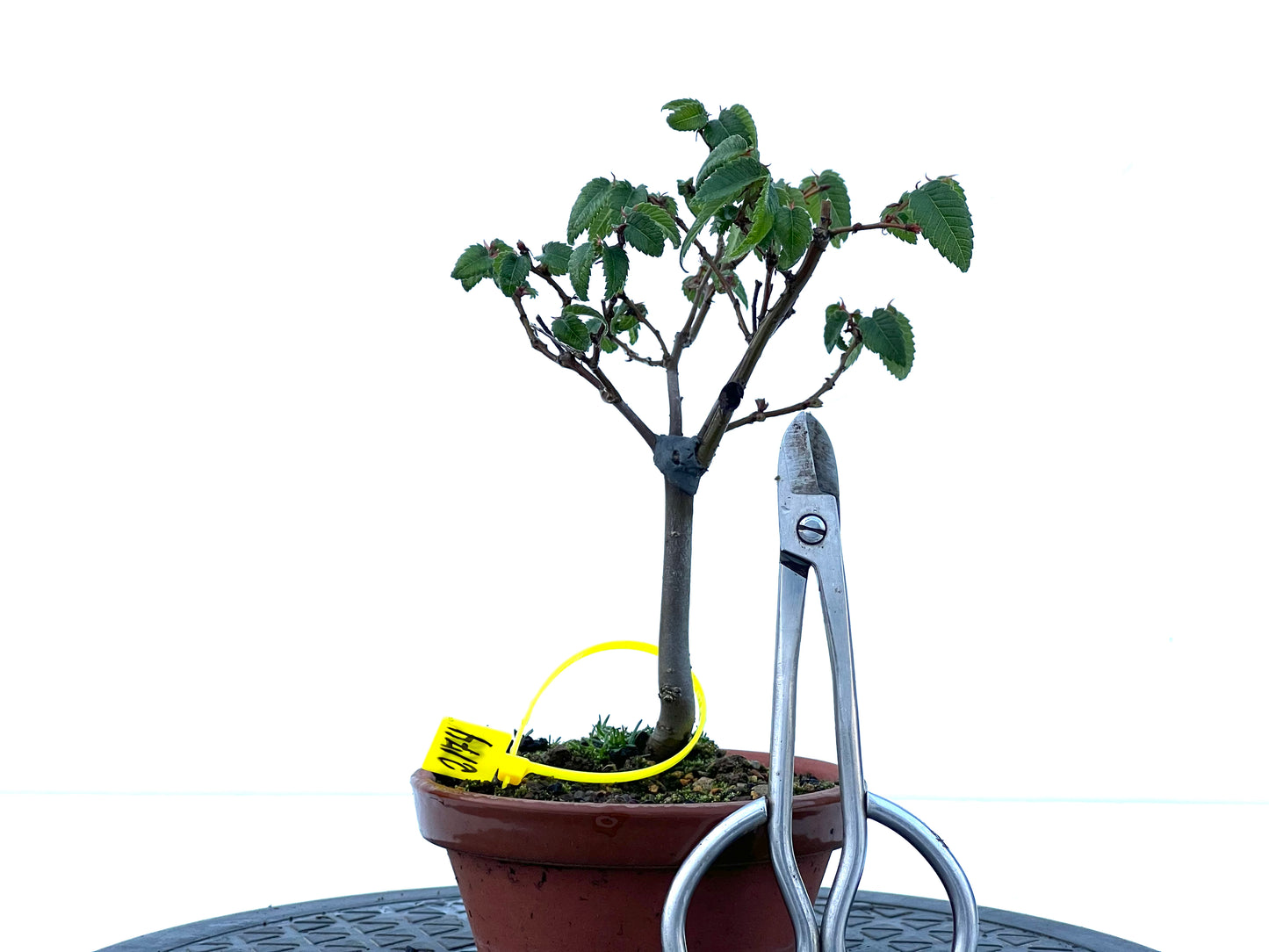 Zelkova Serrata 2174