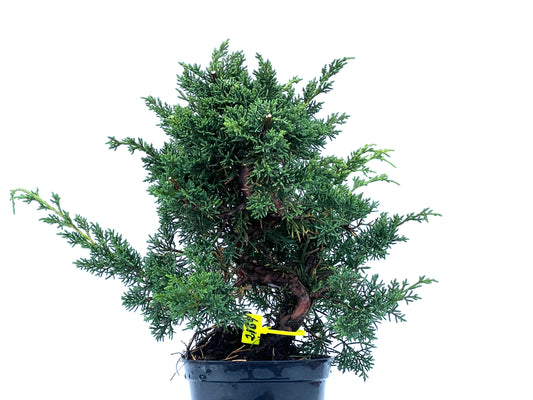 Juniperus Chinensis Kyshu 2169