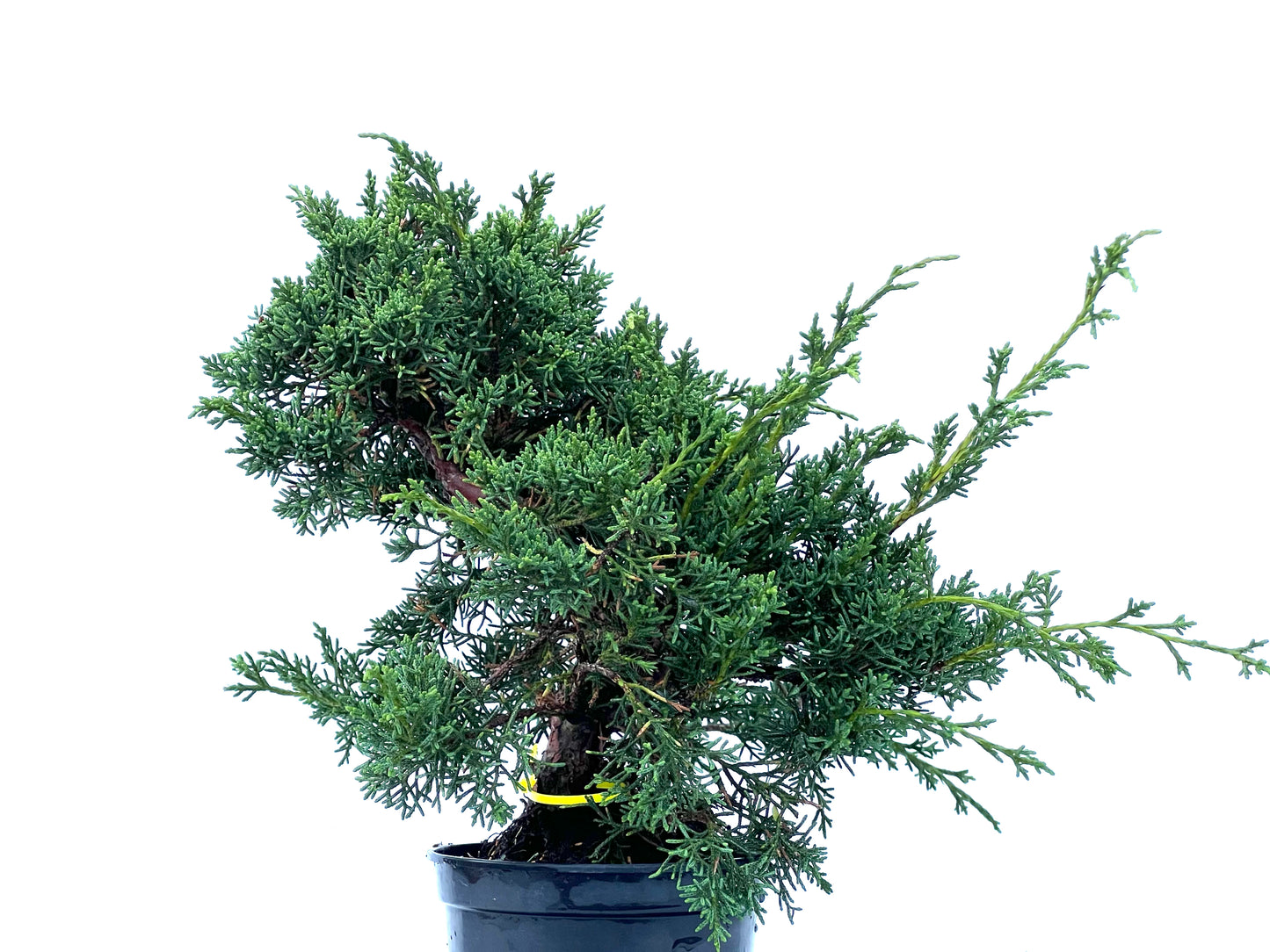 Juniperus Chinensis Kyshu 2169