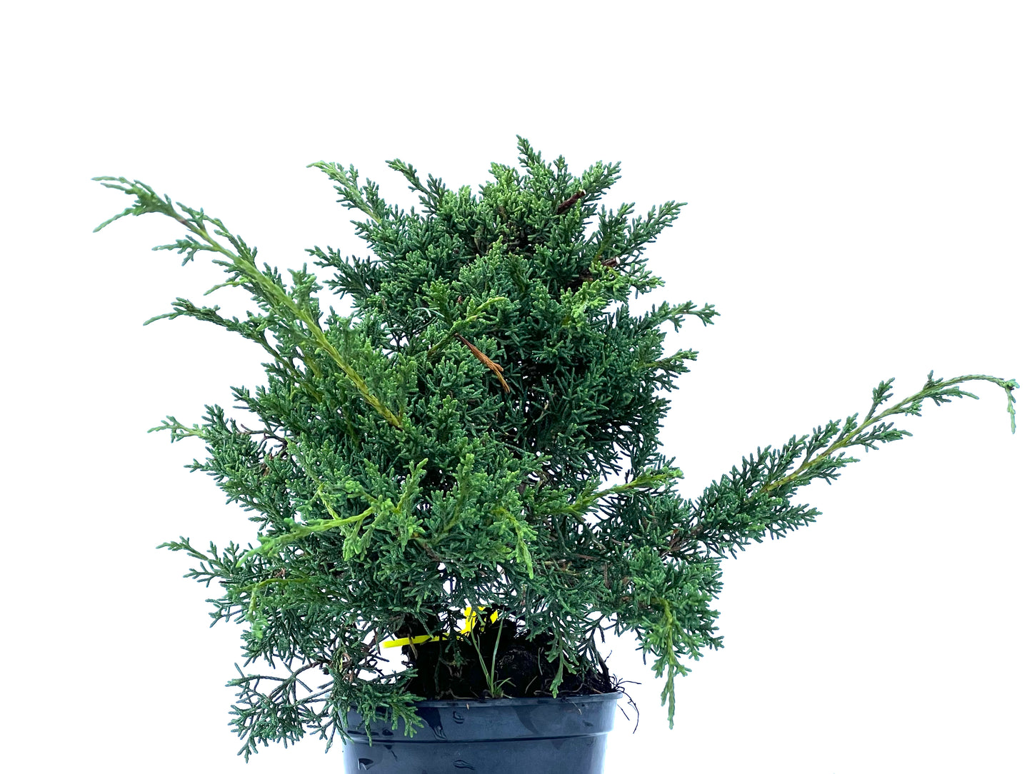Juniperus Chinensis Kyshu 2169