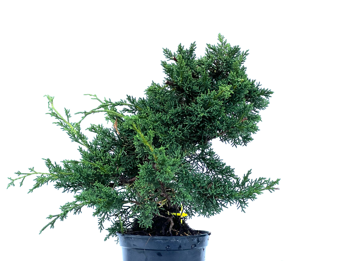 Juniperus Chinensis Kyshu 2169