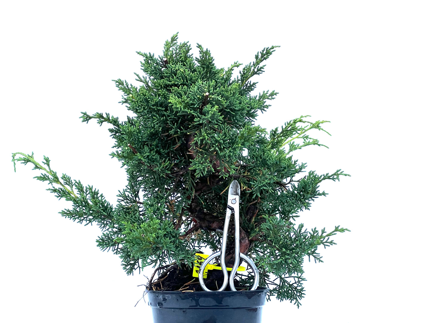 Juniperus Chinensis Kyshu 2169