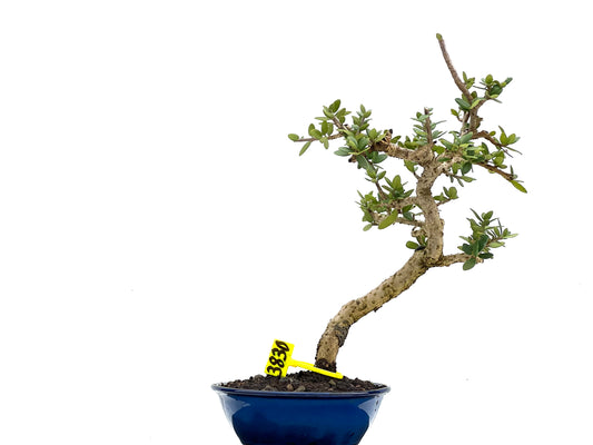 Olea Europaea Sylvestris 3830