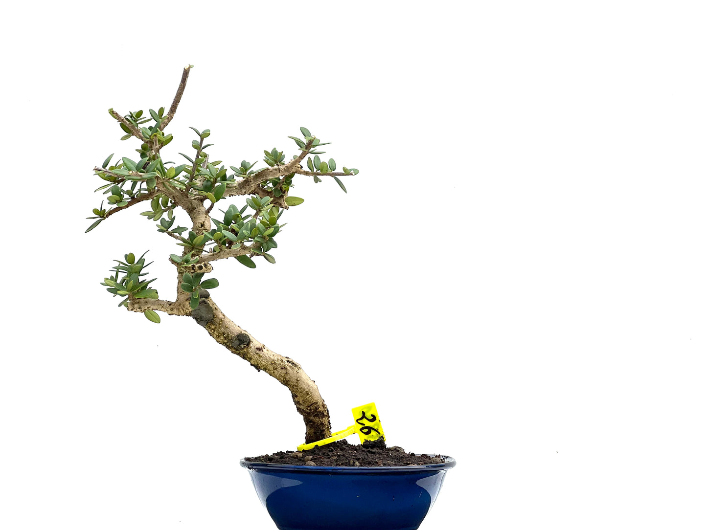 Olea Europaea Sylvestris 3830