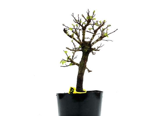 Olmo Nire Keyaki 3827