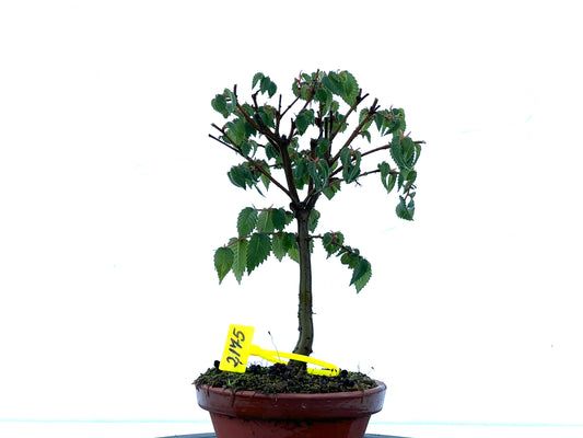 Zelkova Serrata 2175