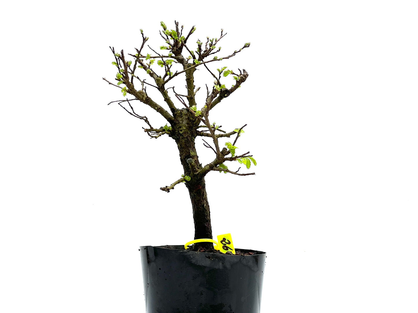 Olmo Nire Keyaki 3827