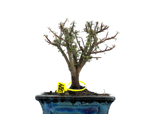 Cotoneaster Microphyllus 3781