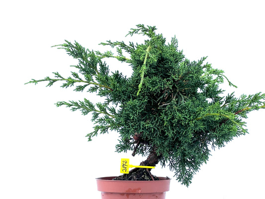 Juniperus Chinensis Kyshu 2172