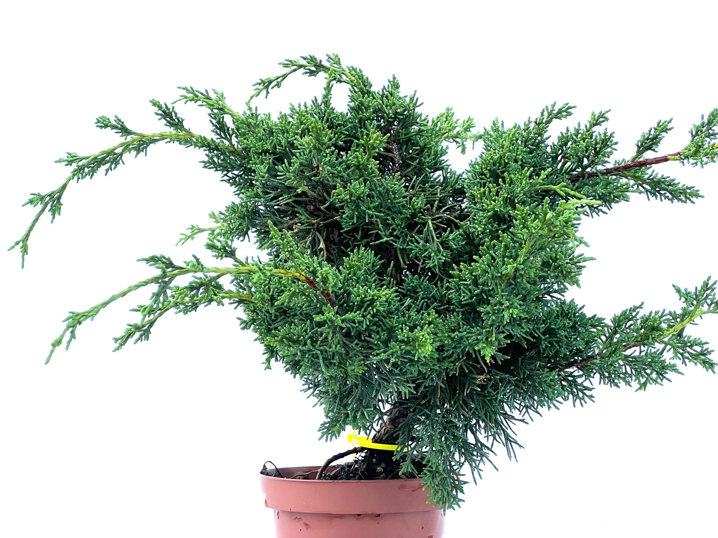 Juniperus Chinensis Kyshu 2172