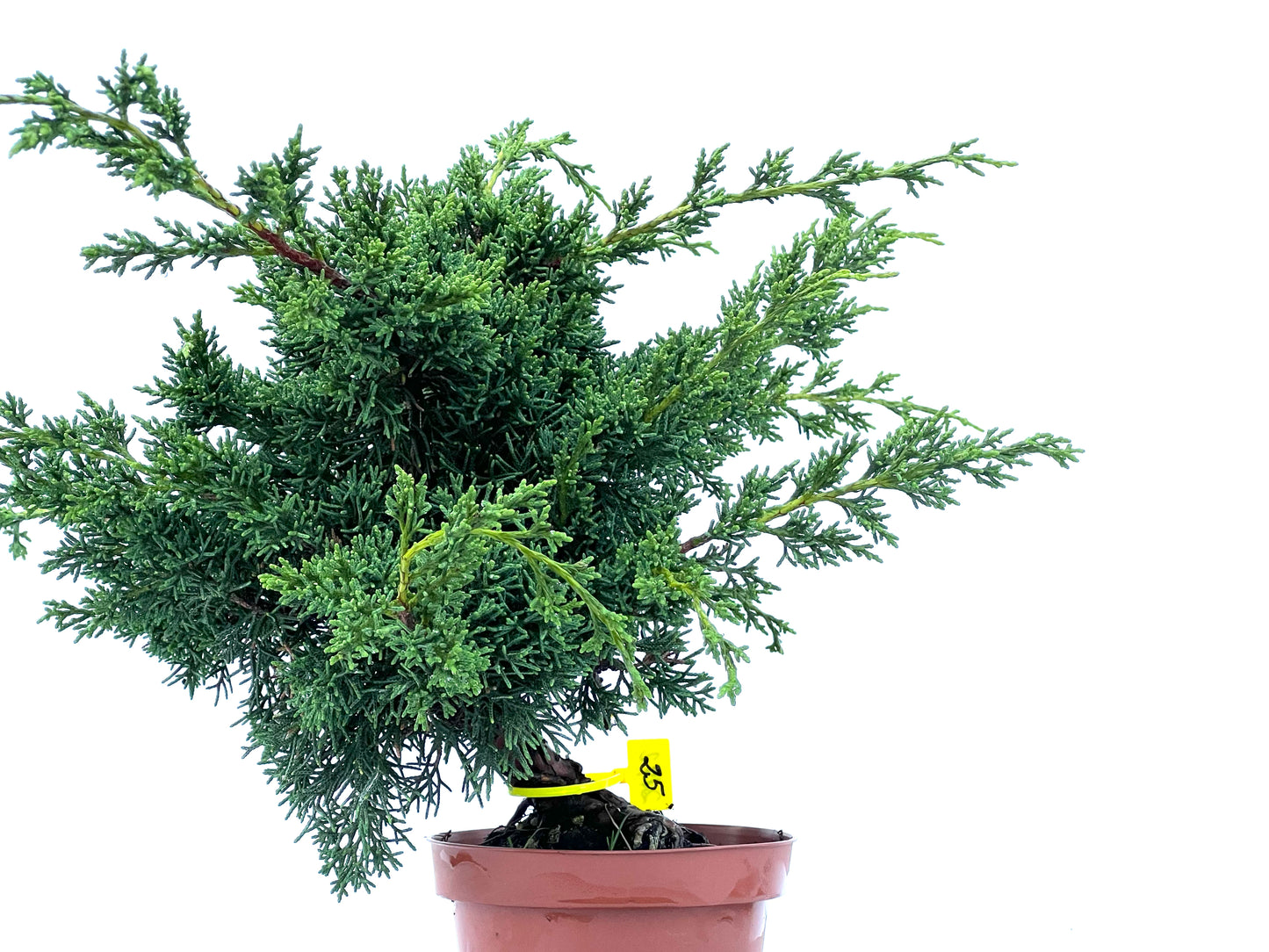 Juniperus Chinensis Kyshu 2172