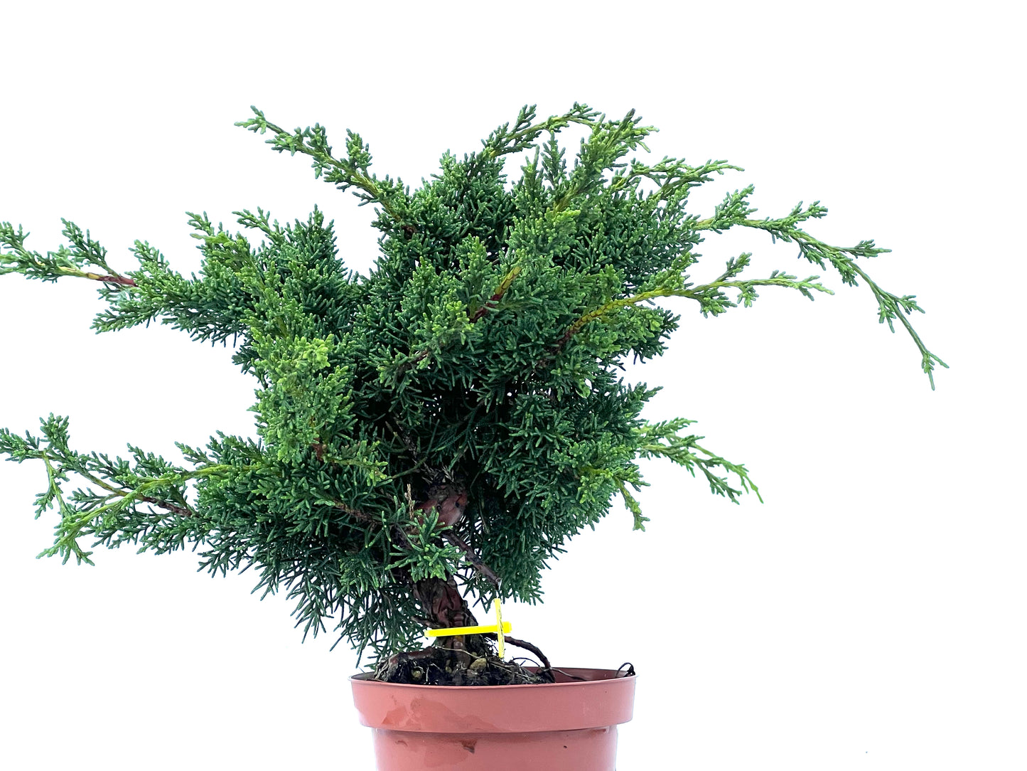 Juniperus Chinensis Kyshu 2172