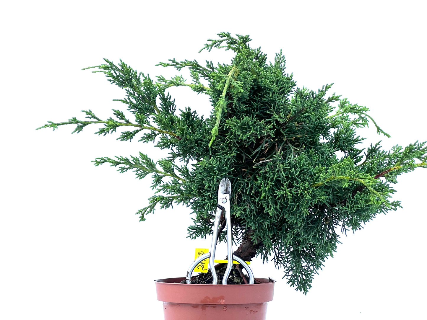 Juniperus Chinensis Kyshu 2172
