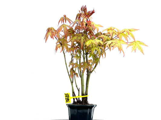 Bosque Acer Palmatum 3825