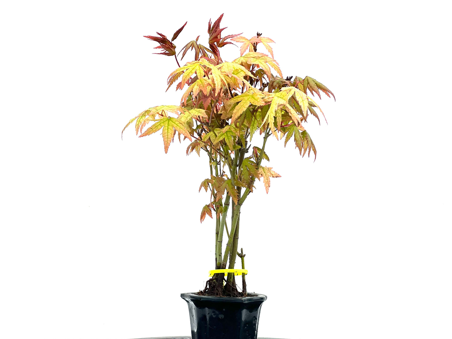 Bosque Acer Palmatum 3825