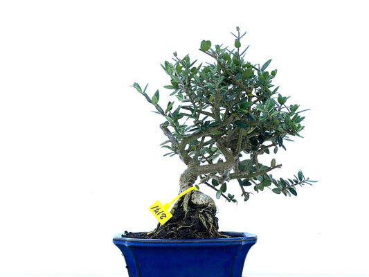 Olea Europaea Sylvestris 2171