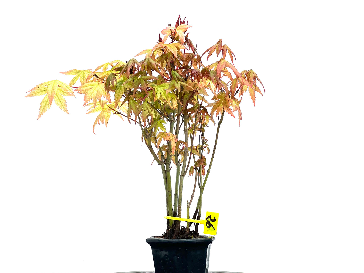 Bosque Acer Palmatum 3825